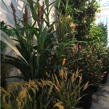 Hot selling artificial crops / Natural look decorative artificial corn plants / plastic artificial wheat grass for sale