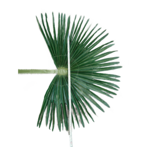 artificial fan Mallow leaves 1.3 m palm leaves photography fan large leaf landscape green plant