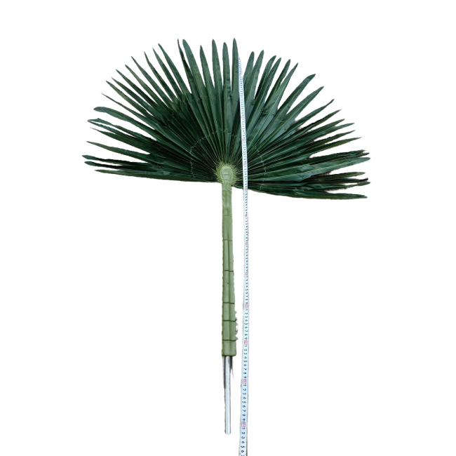 artificial fan Mallow leaves 1.3 m palm leaves photography fan large leaf landscape green plant