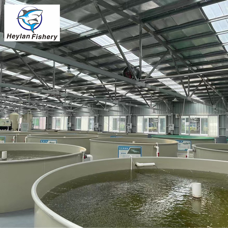 RAS indoor fish shrimp farming equipment Ras indoor recirculating aquaculture system equipment,indoor fish farm for high density