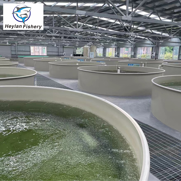 RAS indoor fish shrimp farming equipment Ras indoor recirculating aquaculture system equipment,indoor fish farm for high density