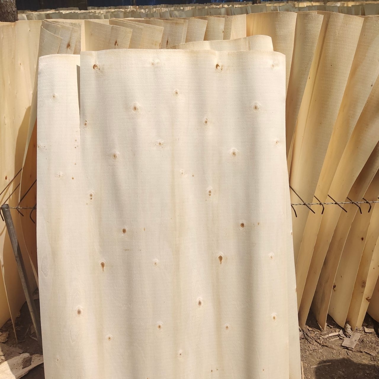 sliced wood veneer  factory direct sale hinoki wood veneer  poplar veneer