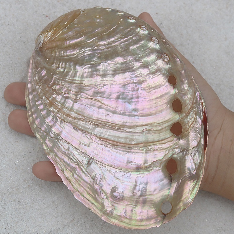 9-13cm Chinese Polishing White Abalone Shell Natural Shell&Conch Home Decoration Aquarium Landscaping For Burning Sage Shell