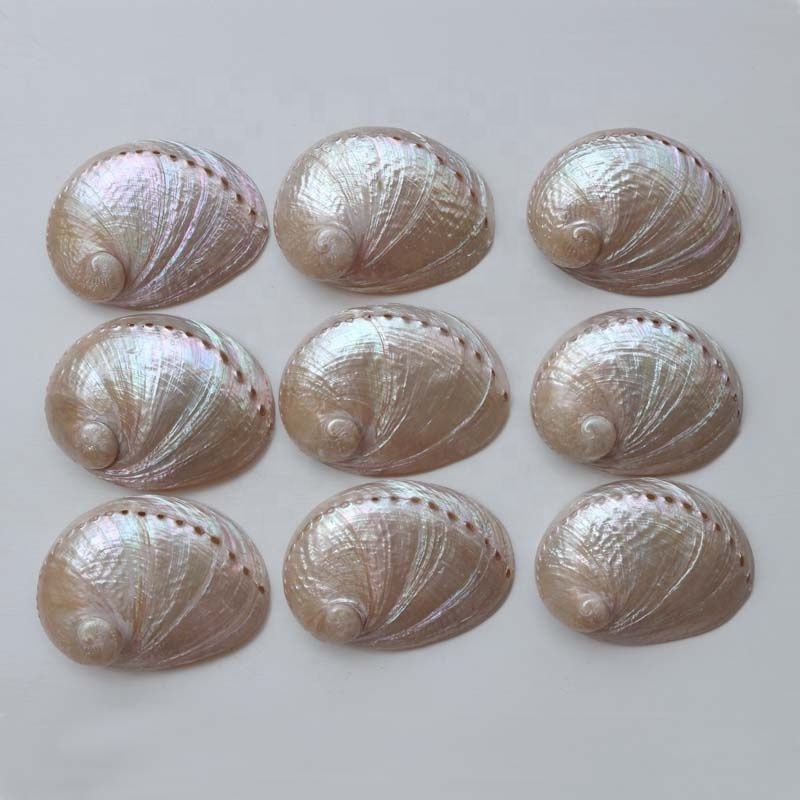 12-15cm Polishing Australian White Abalone Shell Natural Shell&Conch Home Decoration Sea Beach Wedding Landscape Decoration