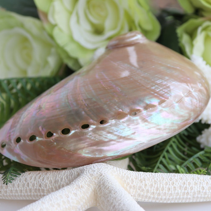 12-15cm Polishing Australian White Abalone Shell Natural Shell&Conch Home Decoration Sea Beach Wedding Landscape Decoration