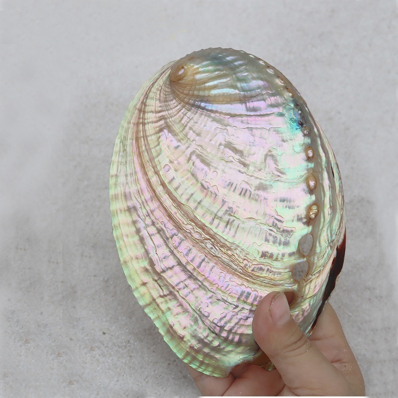 9-13cm Chinese Polishing White Abalone Shell Natural Shell&Conch Home Decoration Aquarium Landscaping For Burning Sage Shell