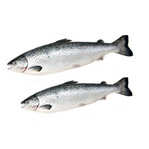 Wholesale Fresh Frozen Pacific Salmon Wild Caught  (alaska)