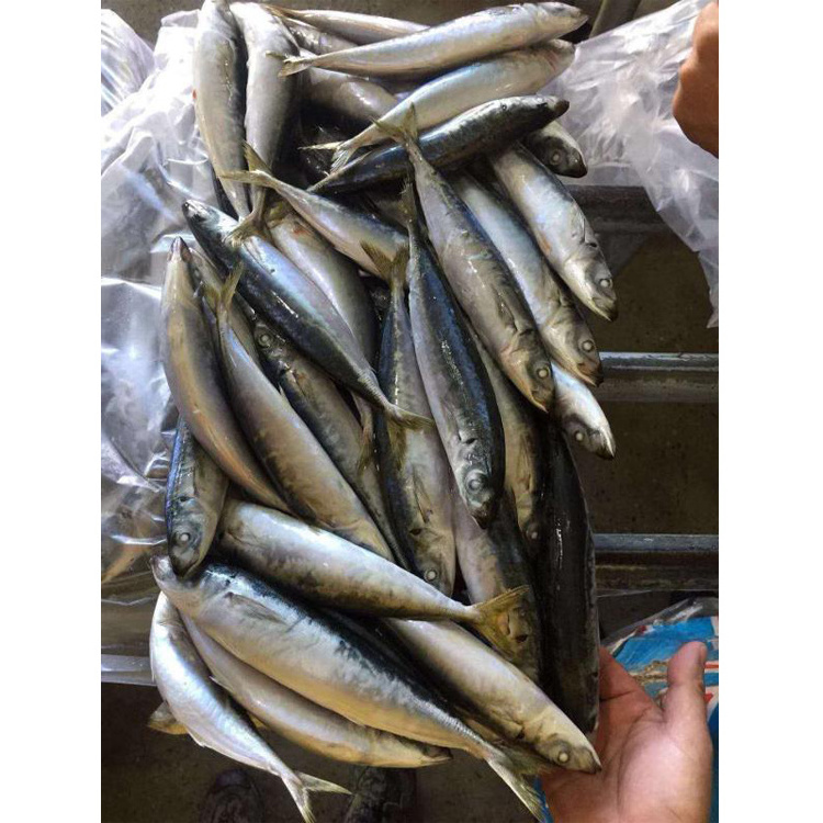 Frozen Scad Mackerel Sea Frozen Frozen Muro Aji, layang Scad