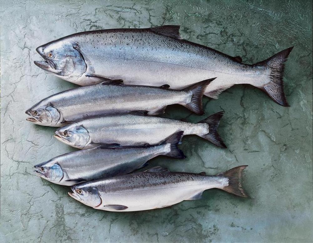 Wholesale Fresh Frozen Pacific Salmon Wild Caught  (alaska)