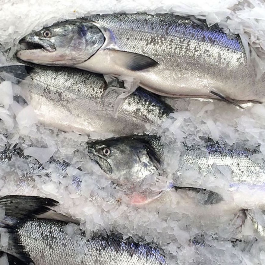 Wholesale Fresh Frozen Pacific Salmon Wild Caught  (alaska)