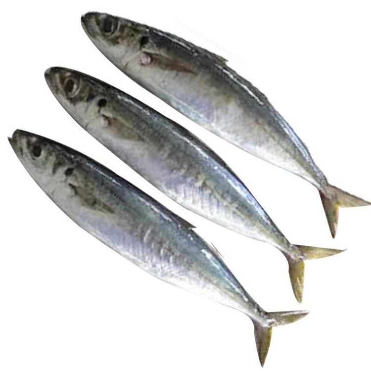 Frozen Scad Mackerel Sea Frozen Frozen Muro Aji, layang Scad