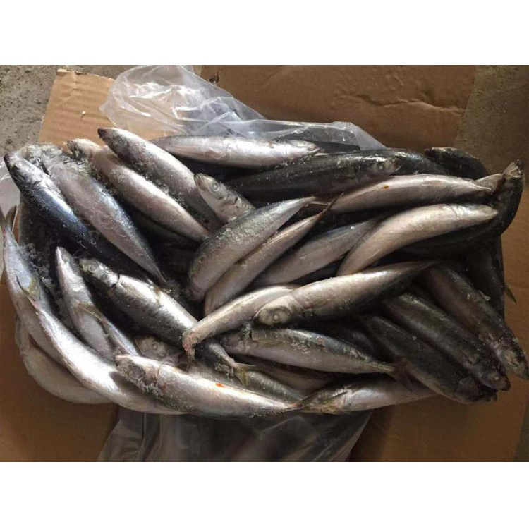 Frozen Scad Mackerel Sea Frozen Frozen Muro Aji, layang Scad