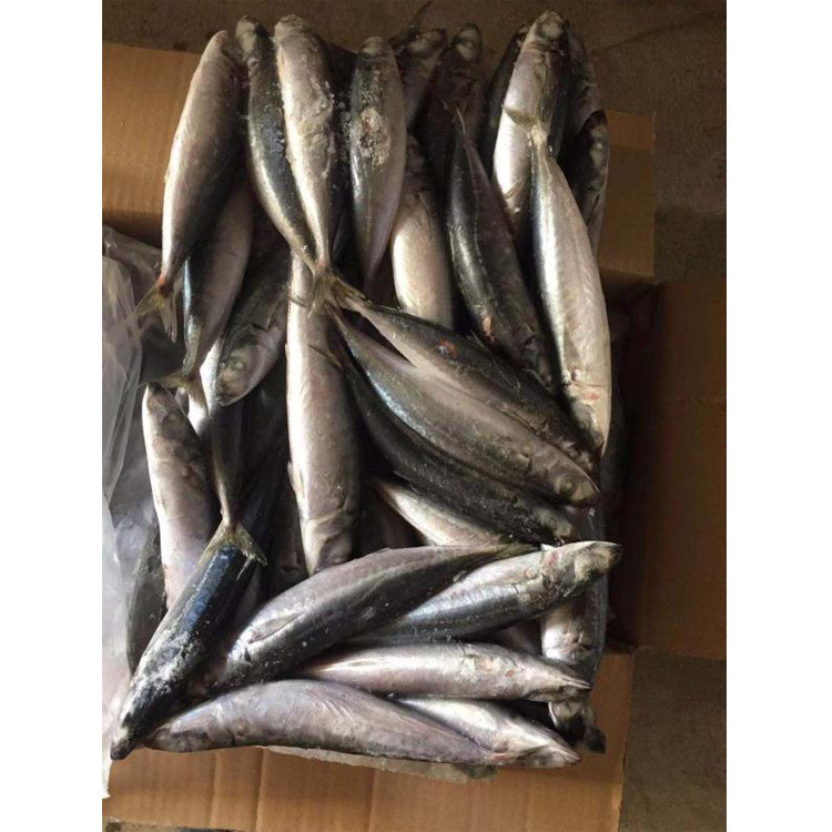 Frozen Scad Mackerel Sea Frozen Frozen Muro Aji, layang Scad