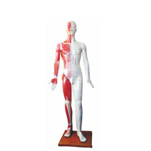 Acupuncture Point Muscle Anatomy Human Body Acupuncture Model