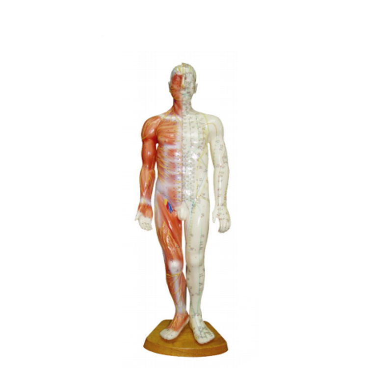 Acupuncture Point Muscle Anatomy Human Body Acupuncture Model