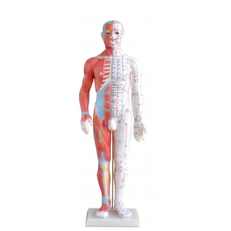 Acupuncture Point Muscle Anatomy Human Body Acupuncture Model