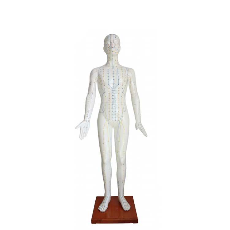 Acupuncture Point Muscle Anatomy Human Body Acupuncture Model