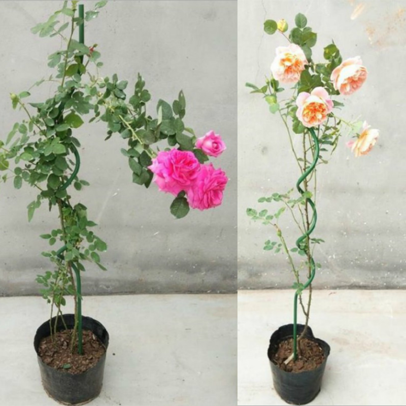 Wholesale Price Decorative Plant, Support Metal Climbing Tomato stents wire/Tomato support wire/Tomato spiral stakes/