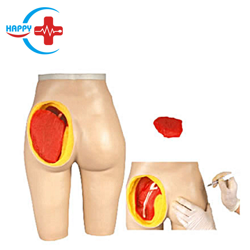 HC-S168 Human Anatomy Model Advanced hip muscle injection and anatomical model for medical training and teaching