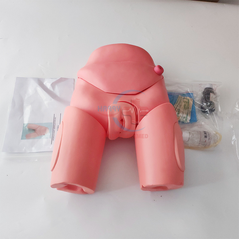 HC-S124 Advanced Male Catheterization model/Urinary system Nursing Training Manikin