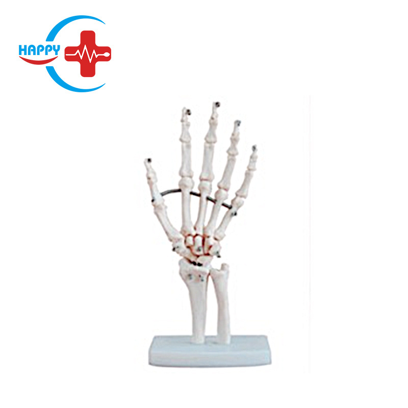 HC-S223 Natural big hand joint model medical human hand model