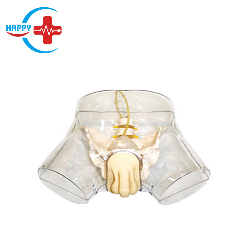 HC-S128 Advanced Transparent Male Catheterization Nursing Model /male catheter training simulator for Nurse Training