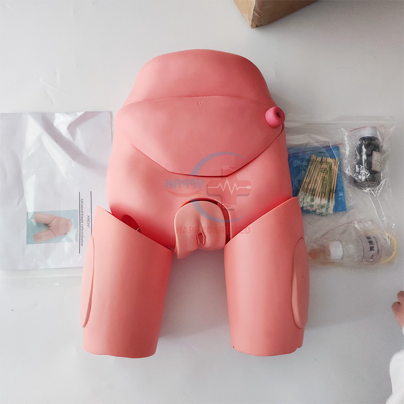 HC-S124 Advanced Male Catheterization model/Urinary system Nursing Training Manikin