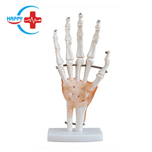 HC-S224 Medical Science Anatomtaical Model Natural Large Hand Joint Model With Ligament