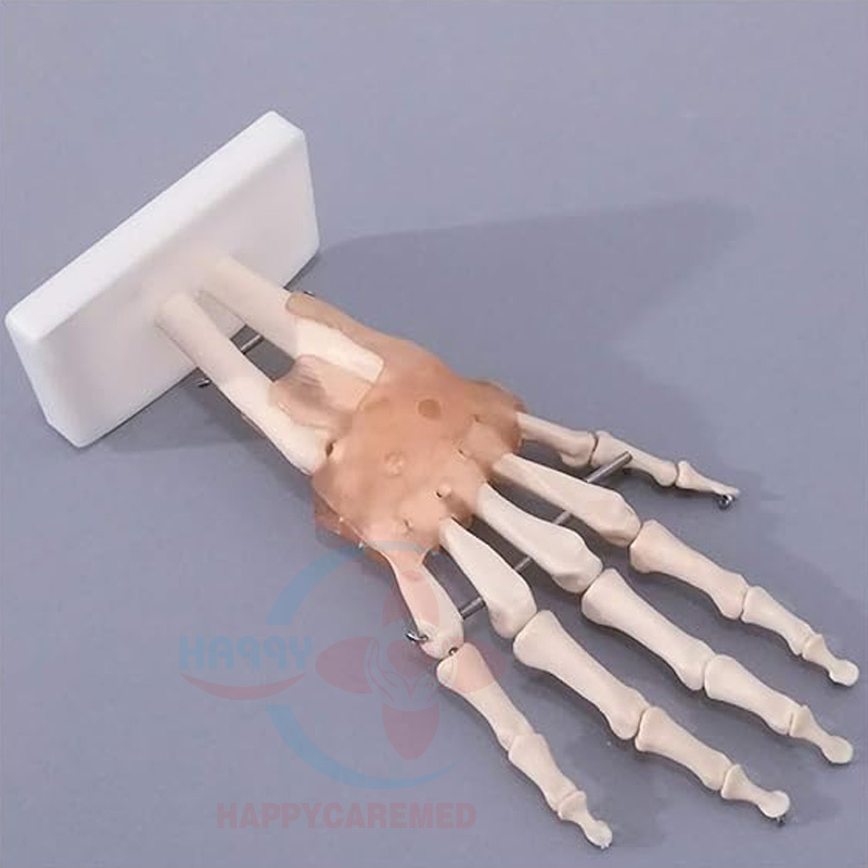 HC-S224 Medical Science Anatomtaical Model Natural Large Hand Joint Model With Ligament