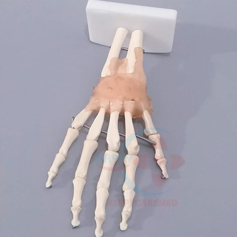 HC-S224 Medical Science Anatomtaical Model Natural Large Hand Joint Model With Ligament