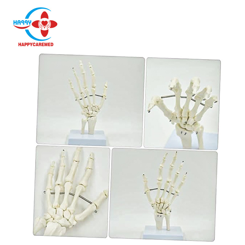 HC-S223 Natural big hand joint model medical human hand model