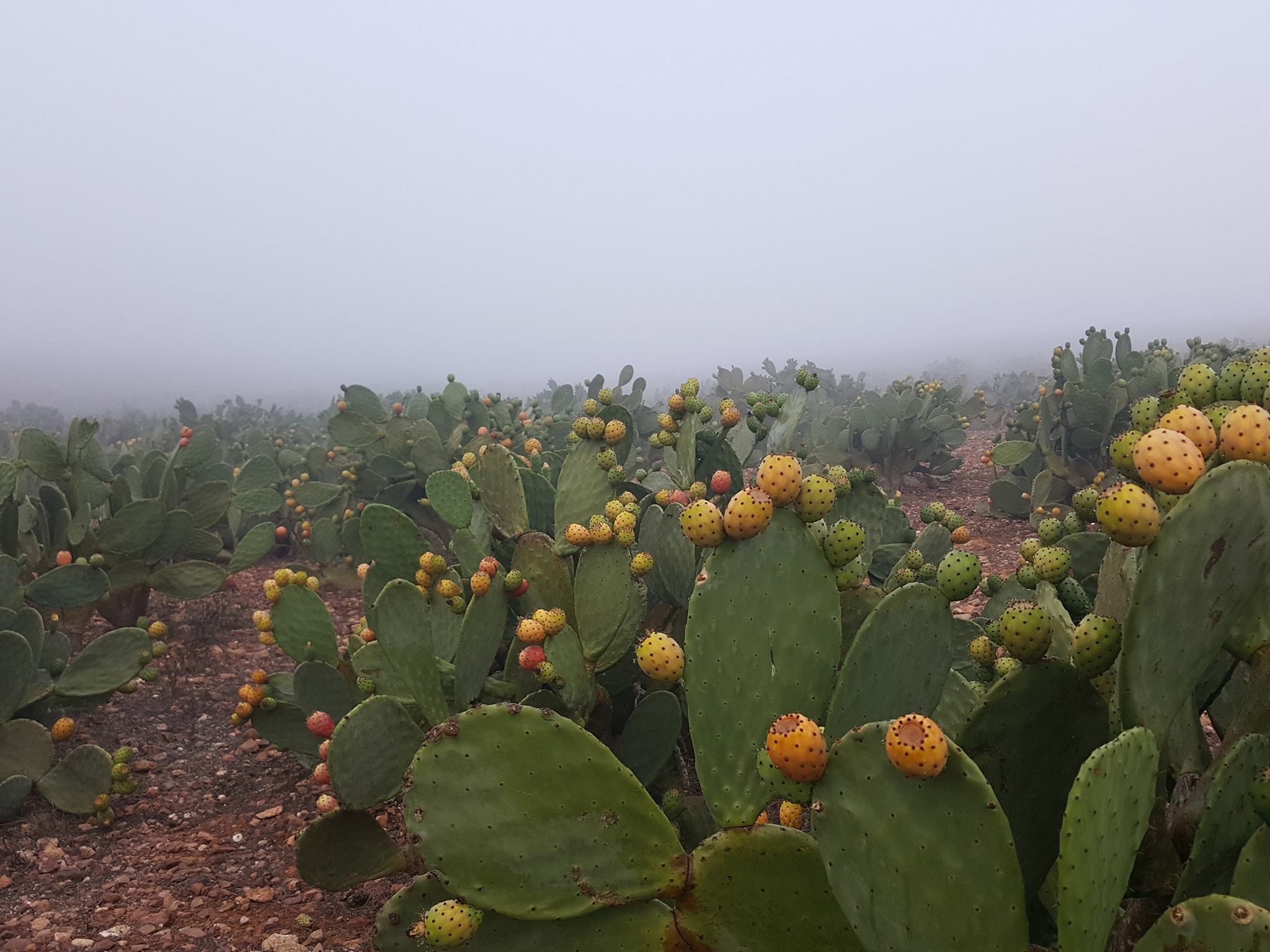 Prickly Pear Seed Oil - Bulk