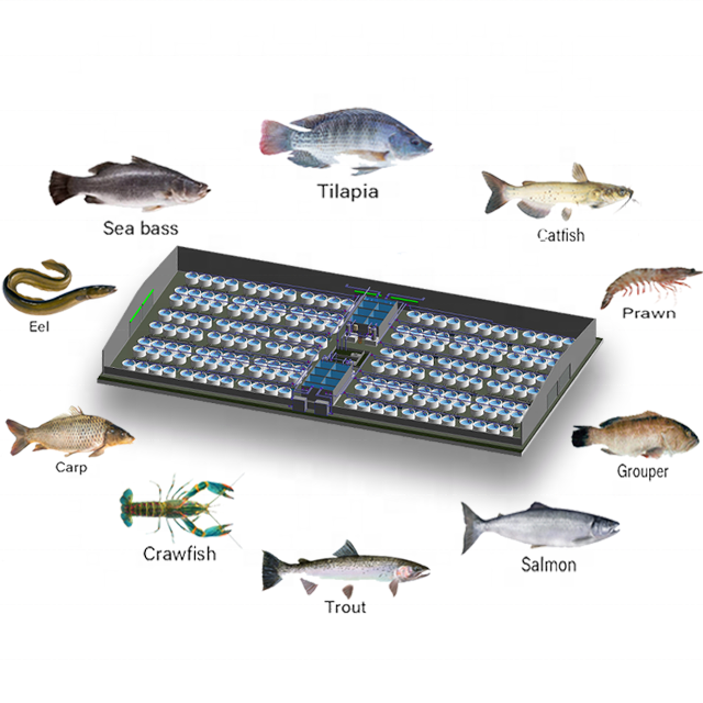 Customize RAS Fish Farming Equipment System for Indoor High Survival Rate in Shrimp Crawfish AnyOther Species Aquaculture System