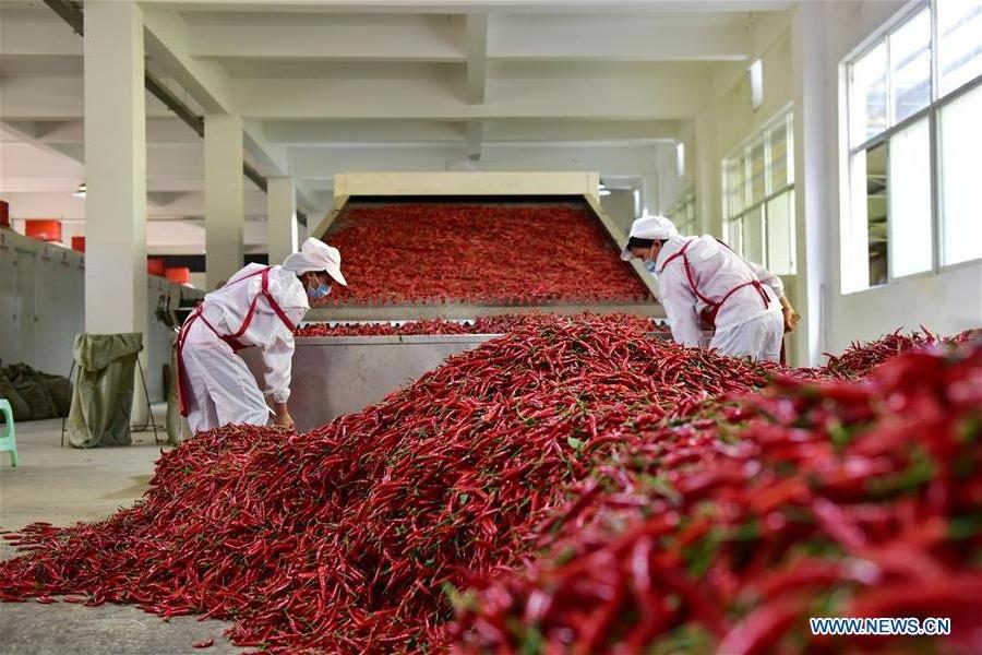 Biggest Sale Premium Quality Dried Chili - Cheap Price Best Red Fresh Dried Chili Wholesales Exporter