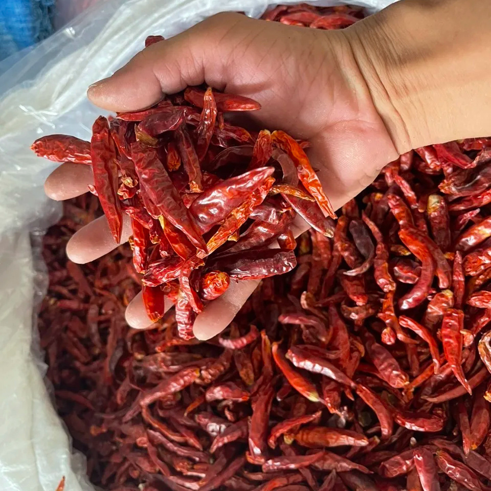 Biggest Sale Premium Quality Dried Chili - Cheap Price Best Red Fresh Dried Chili Wholesales Exporter