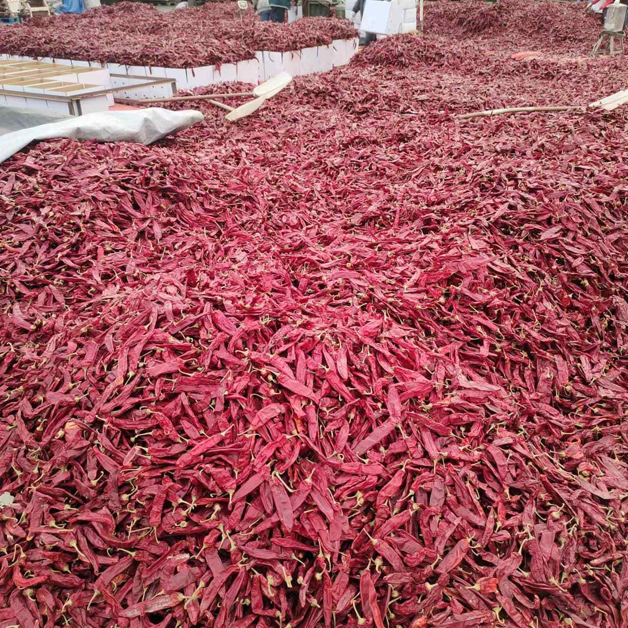 Spices & Herbs Best Price Dried Chili Hot - Wholesale Best Dry Chili Wholesales Exporter 100% Organic