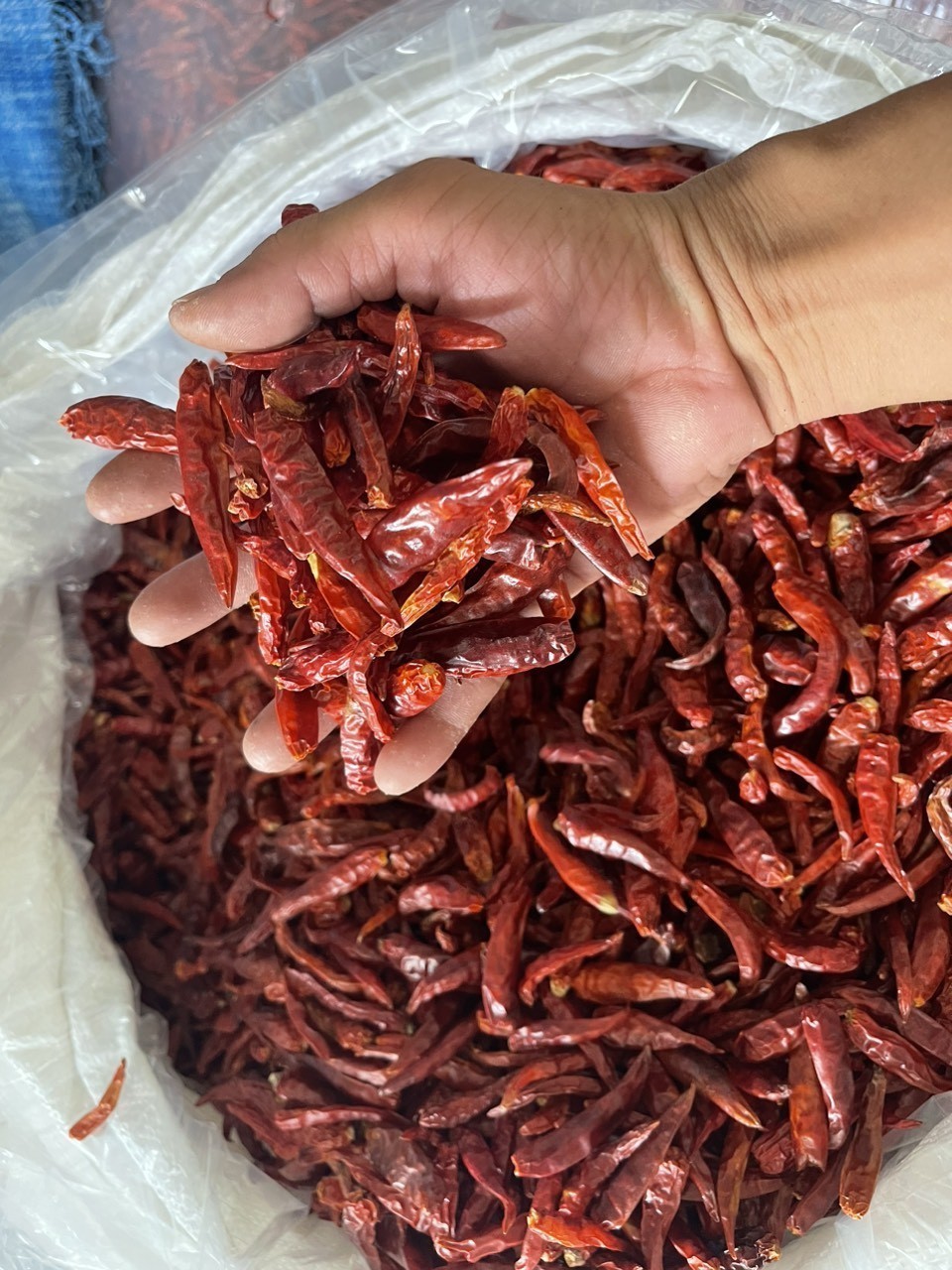 Spices & Herbs Best Price Dried Chili Hot - Wholesale Best Dry Chili Wholesales Exporter 100% Organic