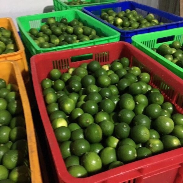 Top Quality 100% Natural Green Seedless Lime - Fresh Citrus Fruit From Vietnam For Export