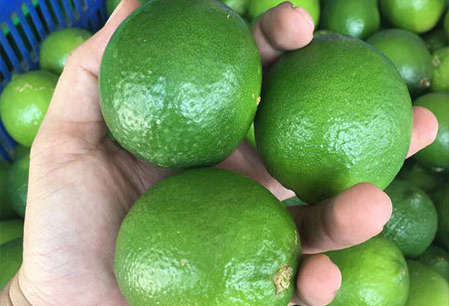 Top Quality 100% Natural Green Seedless Lime - Fresh Citrus Fruit From Vietnam For Export