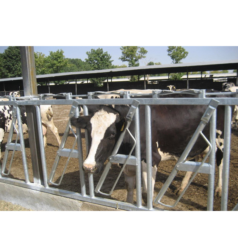 Cow dairy farm headlock for self lock with rubber