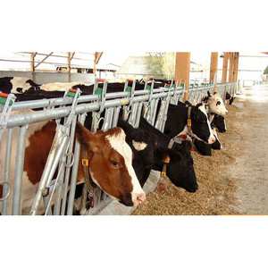 Humanized Dairy galvanized cattle farm headlock