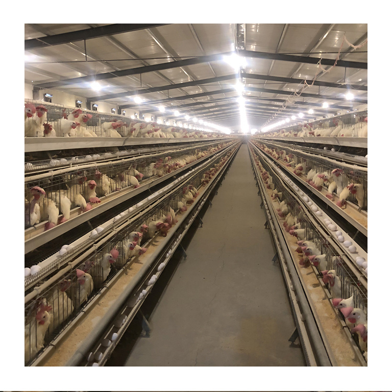 PoulTech Pullet Chicken Cage Automatic Raising System Poultry Farm Equipment for Small Chick Large Farm from China