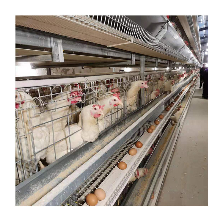 PoulTech Pullet Chicken Cage Automatic Raising System Poultry Farm Equipment for Small Chick Large Farm from China