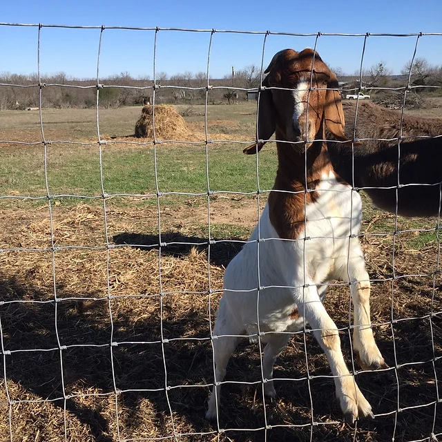 Wholesale deer fencing field fence farm design fixed knot woven iron wire net galvanized hinge cattle mesh