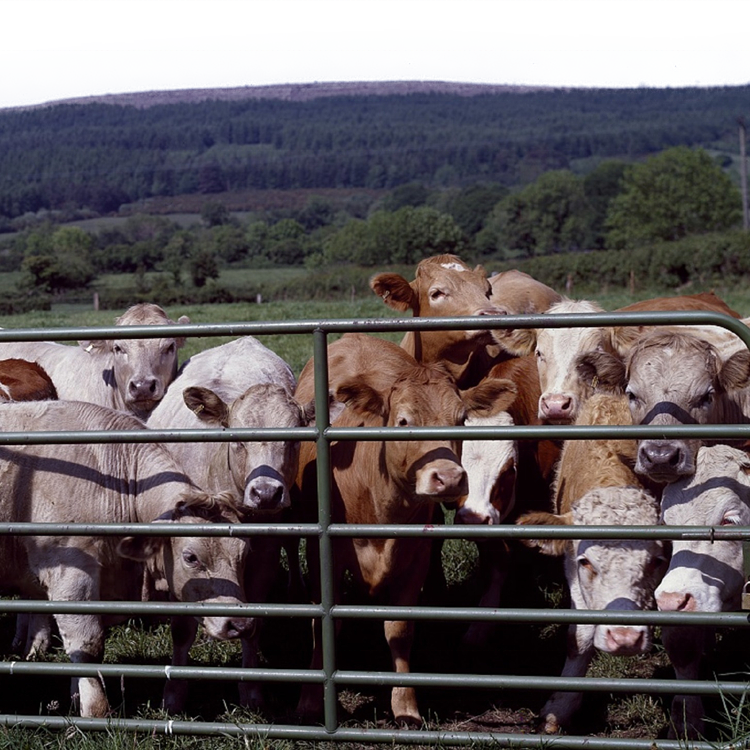 12ft 16ft round pen used cattle corral panels for sale