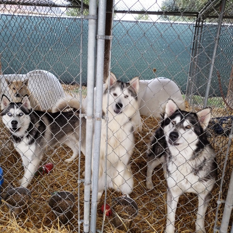 Heavy duty pet dog enclosure large outdoor pet enclosure dog kennel portable indoor metal dog cage fences