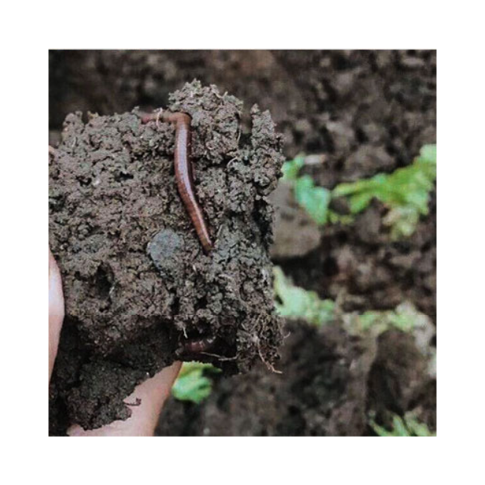 Vermicompost Bio-Organic Fertilizer  Soil Conditioner