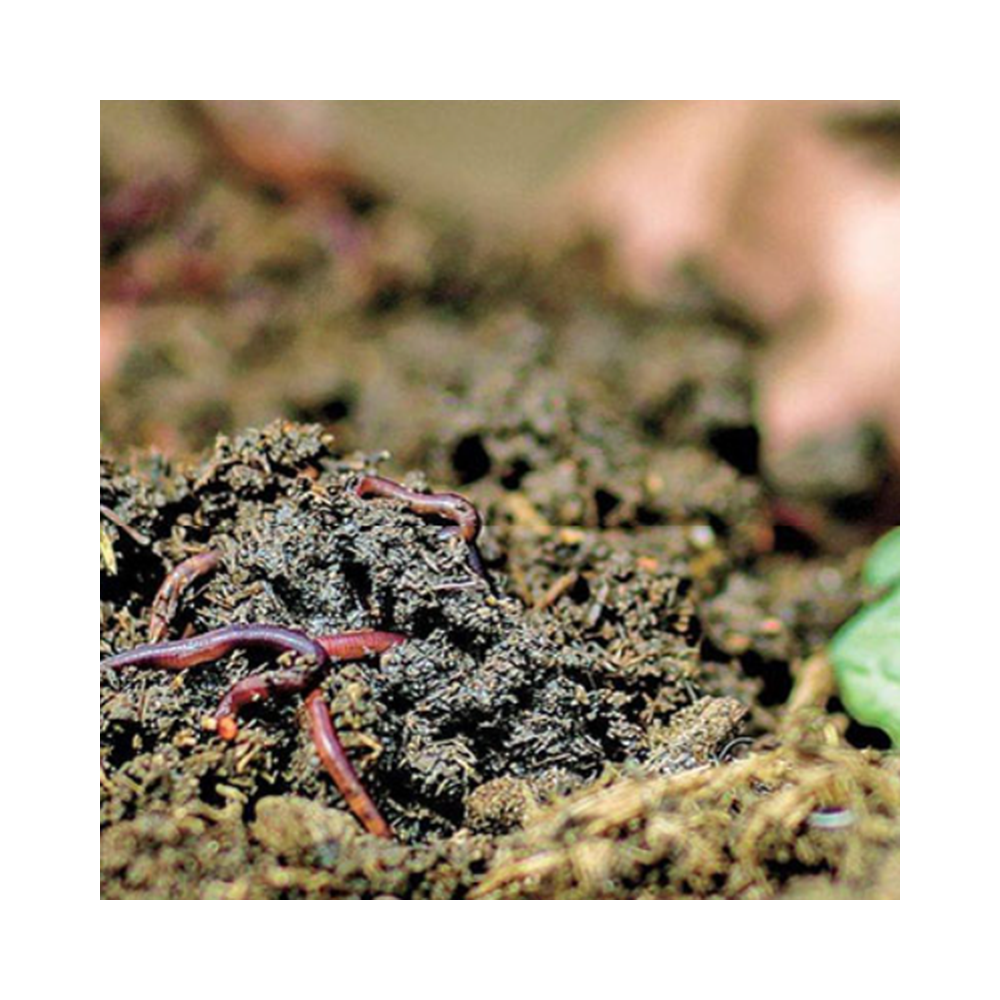 Vermicompost Bio-Organic Fertilizer  Soil Conditioner