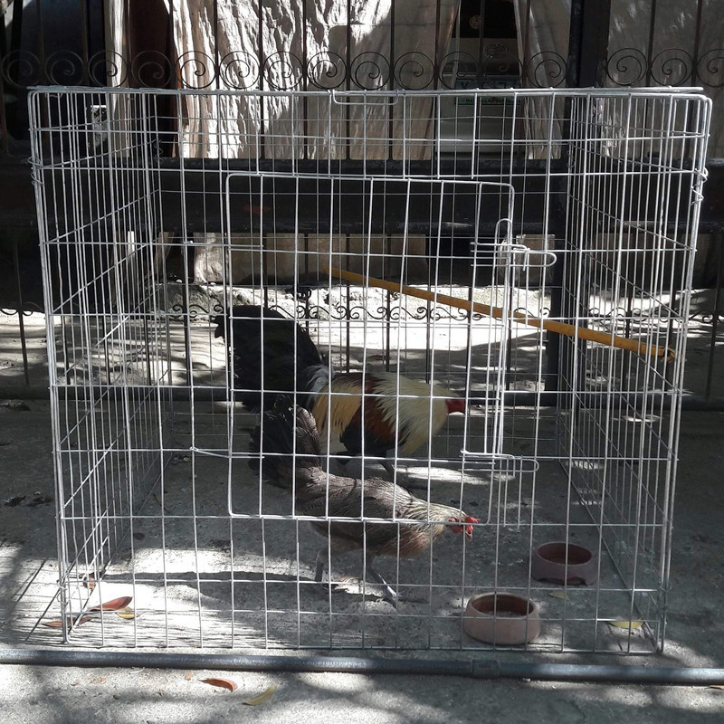 gamefowl cage/flying pen/rooster cages