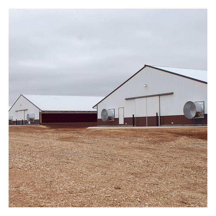 Free design of low cost prefabricated steel structure for pig farm house chicken house cow shed made by Chinese factory